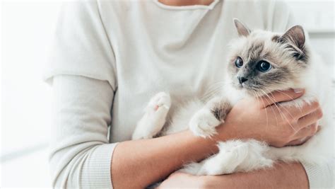 抱っこが大好きな猫