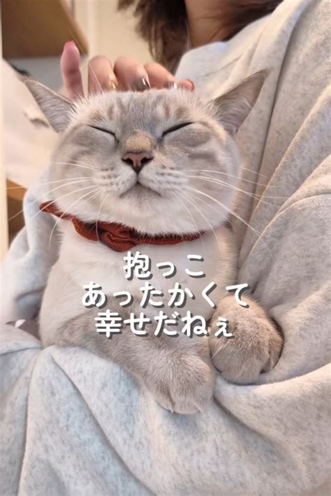 抱っこが大好きな猫の特徴と世話のコツ