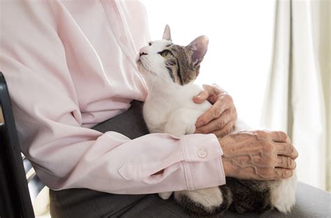 抱っこが大好き！猫の習性と抱っこのメリット