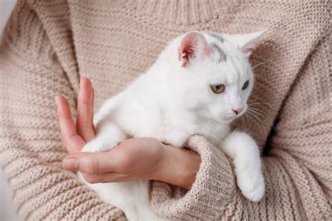 抱っこが好きな猫の心理と特徴