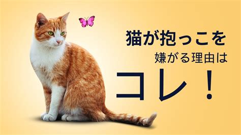 抱っこが嫌いな猫の理解と対処法