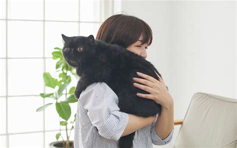 抱っこが嫌いな猫への接し方と対策