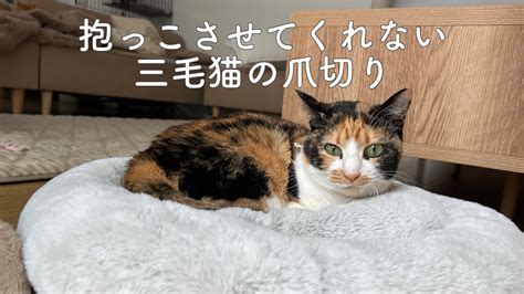 抱っこできない猫の爪切り: 安全かつストレスのない方法