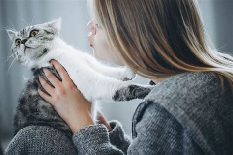 抱っこを嫌がる猫とうまく付き合うためのガイド