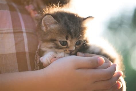 抱っこを嫌がる猫：その原因と対処法