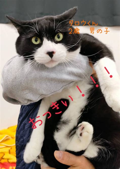 抱っこ大好き猫のすべて