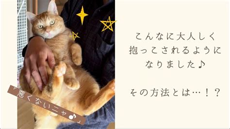 抱っこ好き猫のすべて