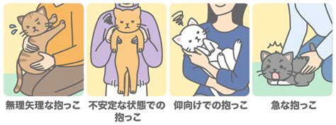 抱っこ嫌いな猫への効果的な対応法