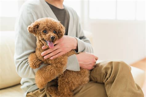 抱っこ嫌いの犬との付き合い方：拒否理由と解決策