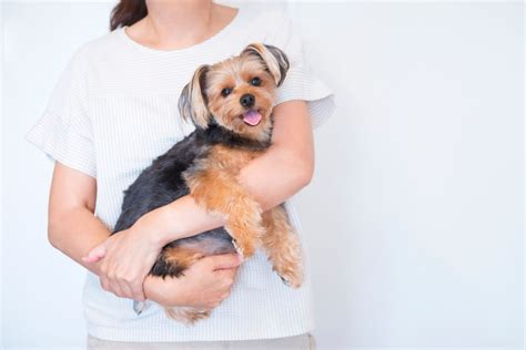 抱っこ嫌いの犬を克服するためのヒント