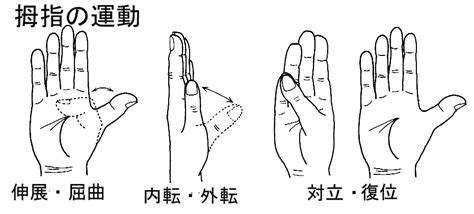 指の自由度が高い：