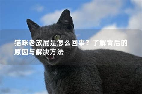 挑剔的猫咪：了解其背后的原因并寻找解决方案