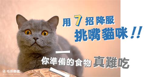 挑食貓咪大解密：從常見迷思到飼養策略