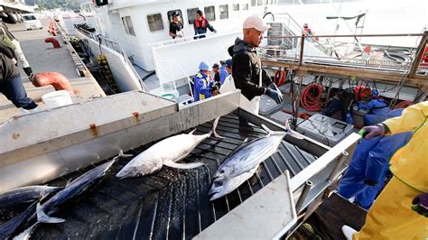 捕撈鰹魚：