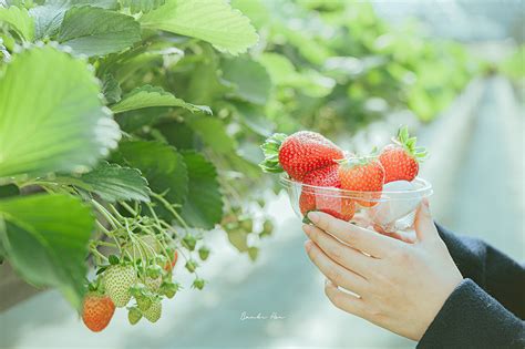 採 草莓 吃 到 飽