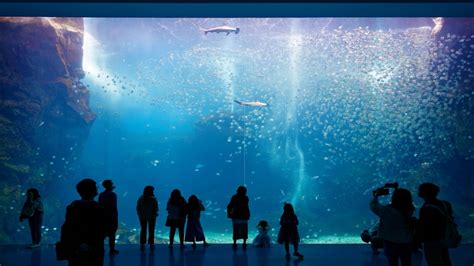 探索鄉村魚：餐桌上和水族館裡的隱藏寶石