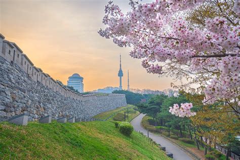 探索首爾的櫻花盛景