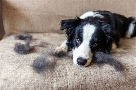 換毛期とは：あなたの犬の季節的な抜け毛ガイド