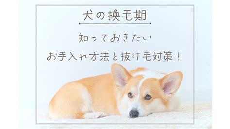 換毛期 読み方と知っておきたいこと