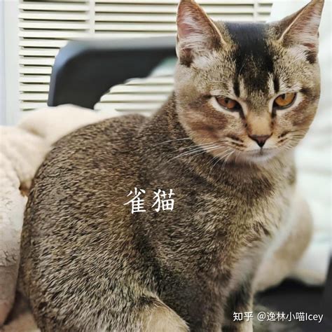 揭秘！菲利克斯猫粮中的 5 大秘密，让爱猫健康快乐成長