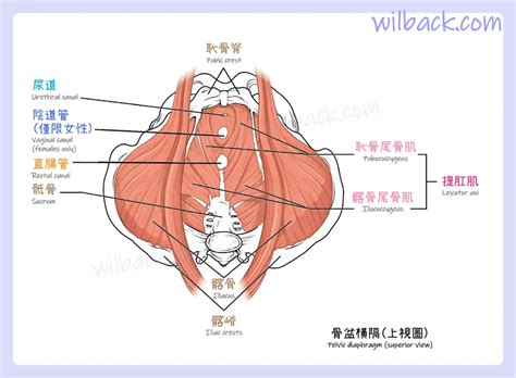 支撐骨盆和肌肉：