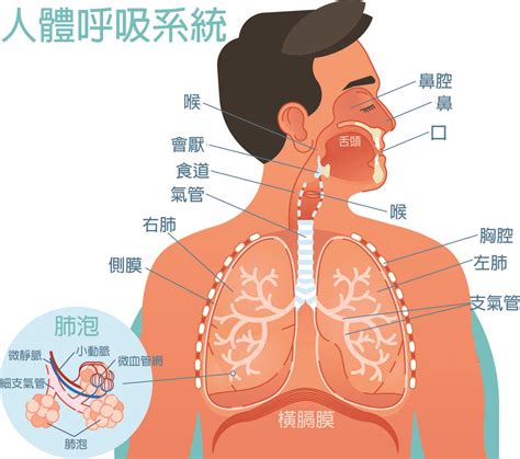 支氣管保養：守護呼吸系統的關鍵