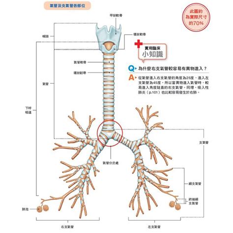 支氣管損傷的影響