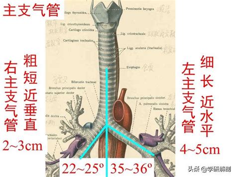 支氣管是什麼？