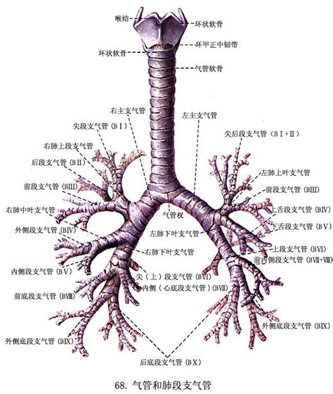 支氣管的結構和功能