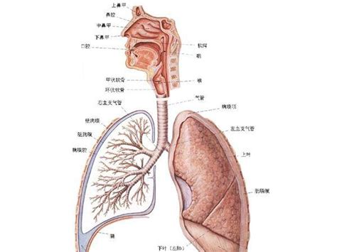 支氣管的結構與功能
