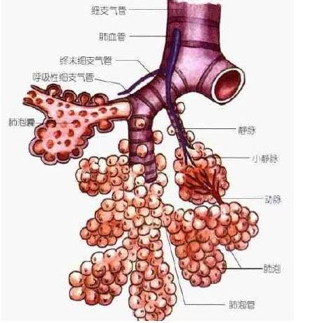 支氣管結構與功能