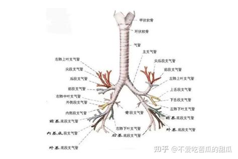 支氣管：呼吸系統的關鍵通道