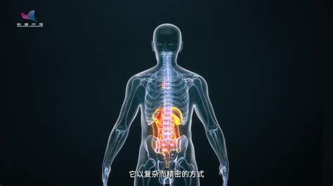 改善消化健康：