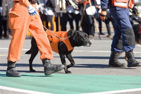 救助犬（震さい犬）