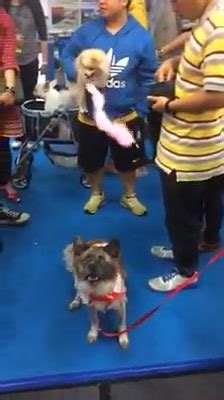 教育犬類玩具：讓毛孩快樂學習的好幫手