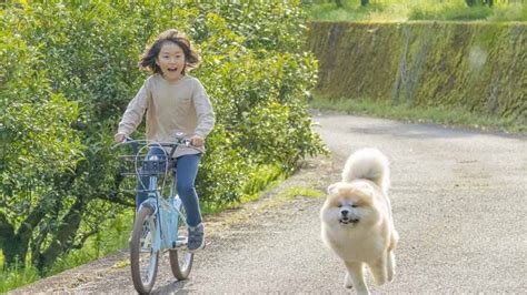 散歩が不要な犬種