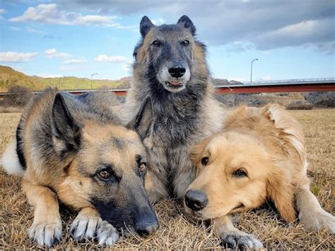 散歩なしで大丈夫な犬種の特徴と飼育上の注意点