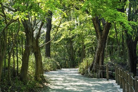 散策路で森浴