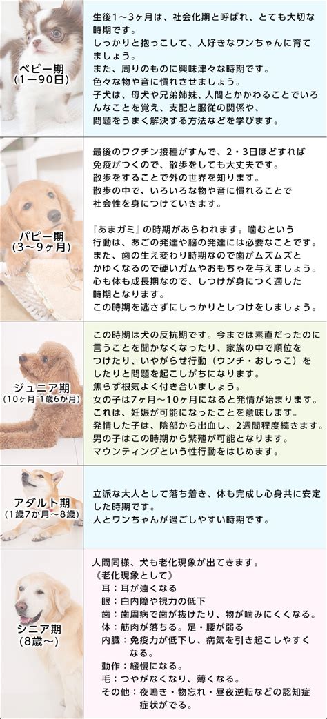 新ゆりヶ丘動物病院で安心してペットを任せられる理由