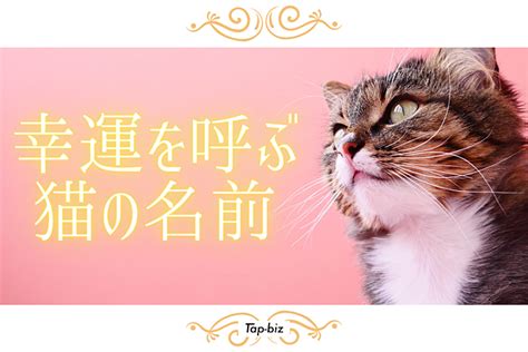 新年にこそ猫の年賀状で幸運を招き入れよう！