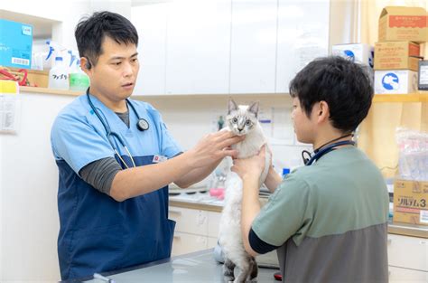 新浦安で最適な動物病院を見つけよう！ペットの健康管理に関する包括ガイド