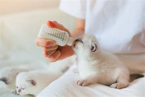 新生子猫のためのミルク選びと与え方