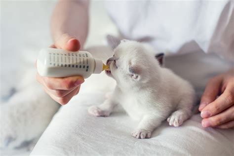 新生子猫のミルク選びと与え方