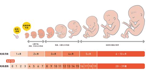 新生期（0-2週）：