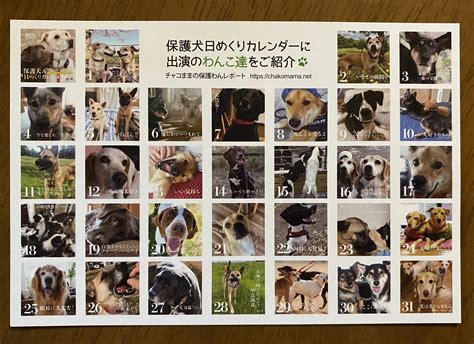 日めくりカレンダー犬の魅力