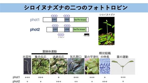 日光への感受性：