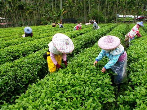 日月潭松鶴園：見證台灣茶葉產業蓬勃發展的歷史與榮光