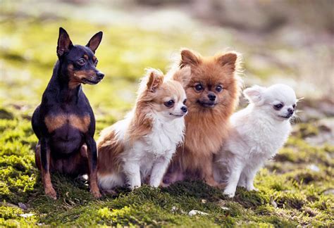 日本で最もおすすめの犬種