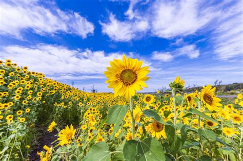 日本橋に咲くひまわり畑で夏の彩りを楽しもう！