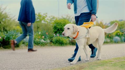 日本盲導犬協会